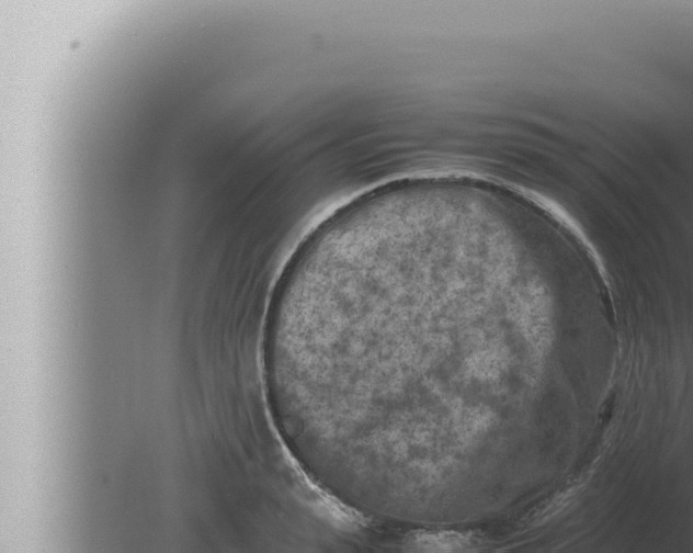 X0000080110943200612221801