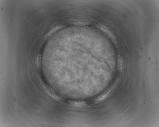 X0000080110165200701051338