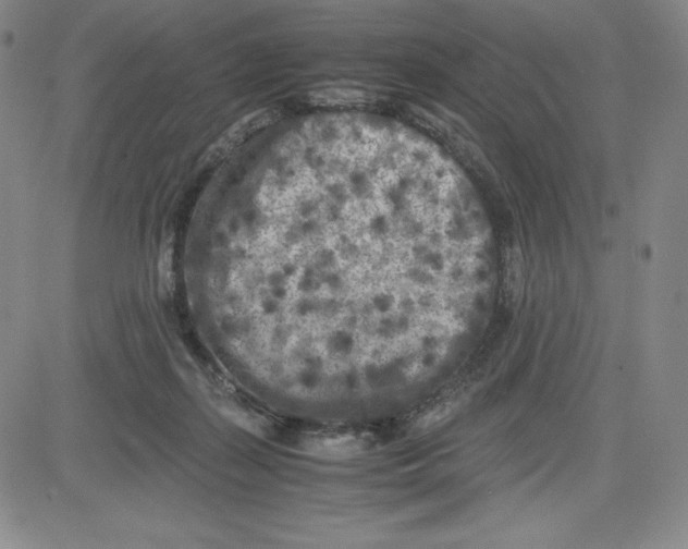 X0000080110267200701051337