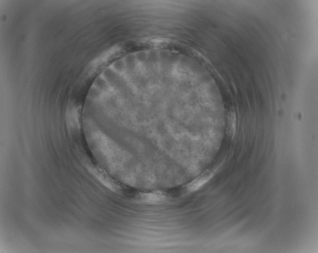 X0000080110286200701051337