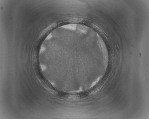 X0000080110303200701051336