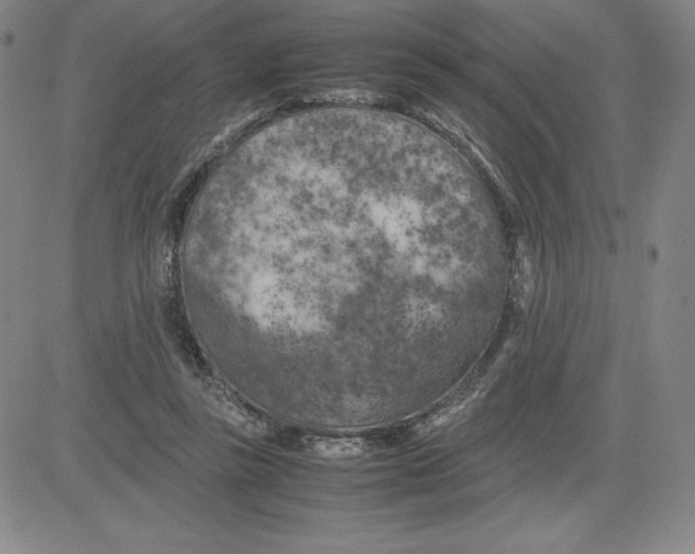 X0000080110355200701051335