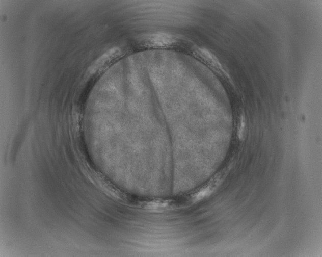 X0000080110366200701051335