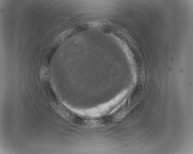 X0000080110419200701051334