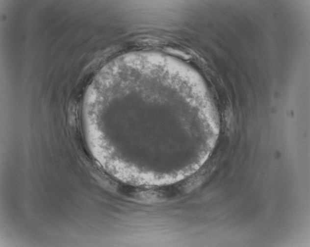 X0000080110423200701051334