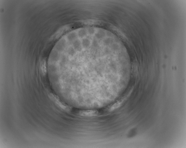 X0000080110479200701051334