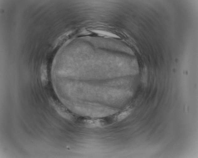 X0000080110524200701051333