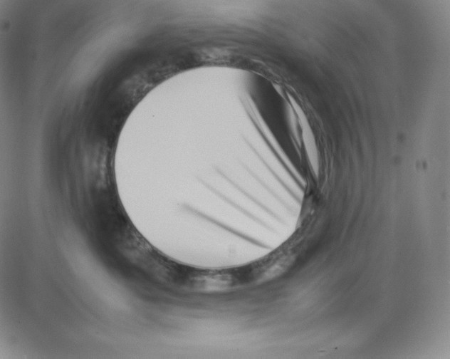 X0000080110525200701051333