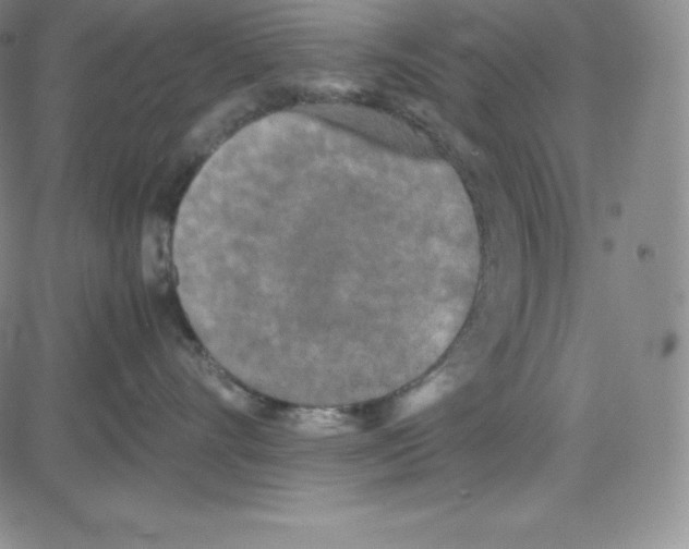 X0000080110528200701051332