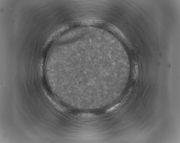 X0000080110590200701051331