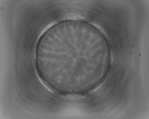 X0000080110630200701051330