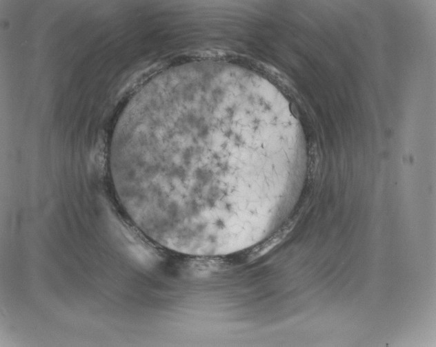 X0000080110762200701051329