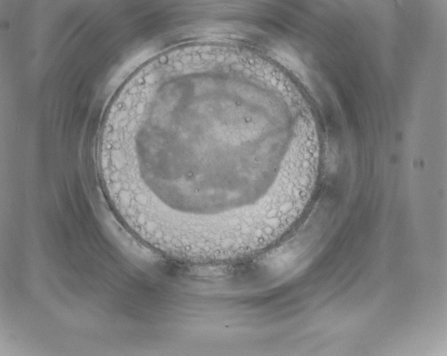 X0000080111338200701051320