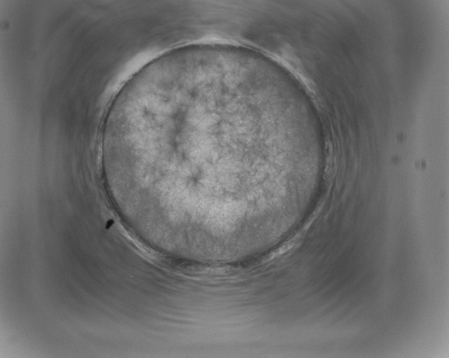 X0000080111367200701051319