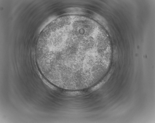 X0000080111425200701051318