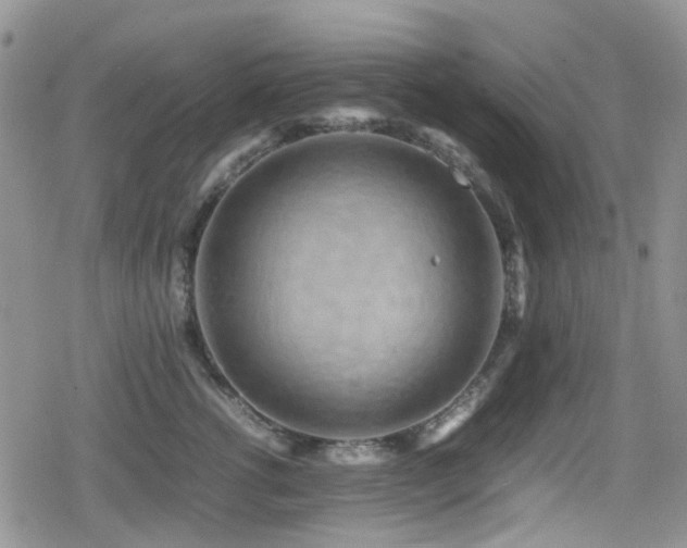 X0000080120762200612081252