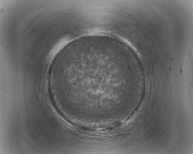 X0000080121463200612081240