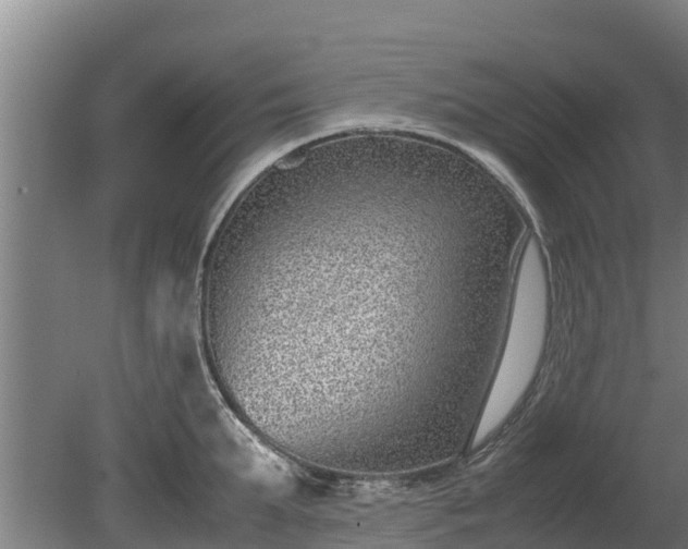 X0000080120903200612151709