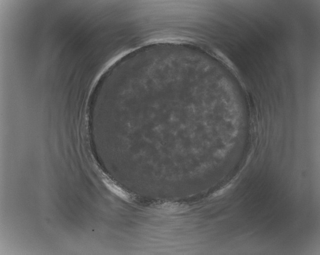 X0000080120779200612302009