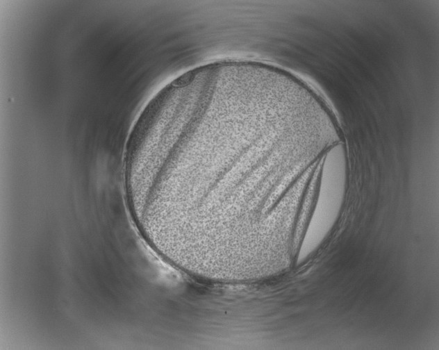 X0000080120903200612302007