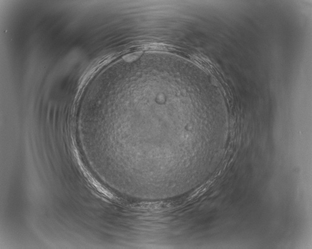 X0000080130049200612081240