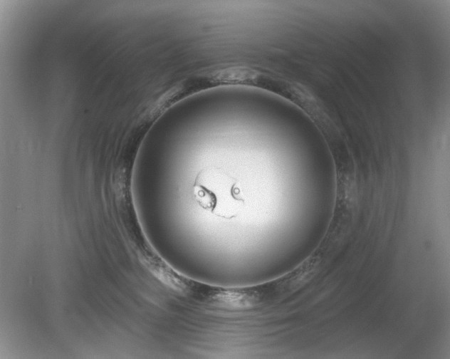 X0000080130326200612081236