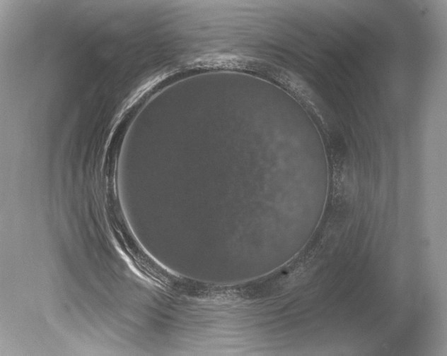 X0000080130674200612081231