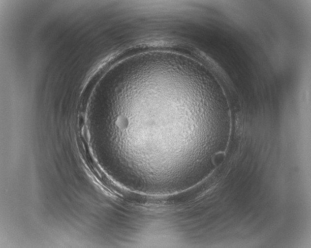 X0000080130725200612081229