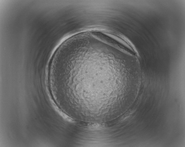 X0000080131099200612081223