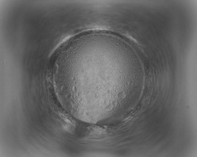 X0000080131255200612081221