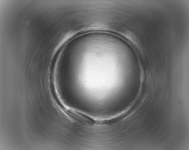 X0000080131325200612081220