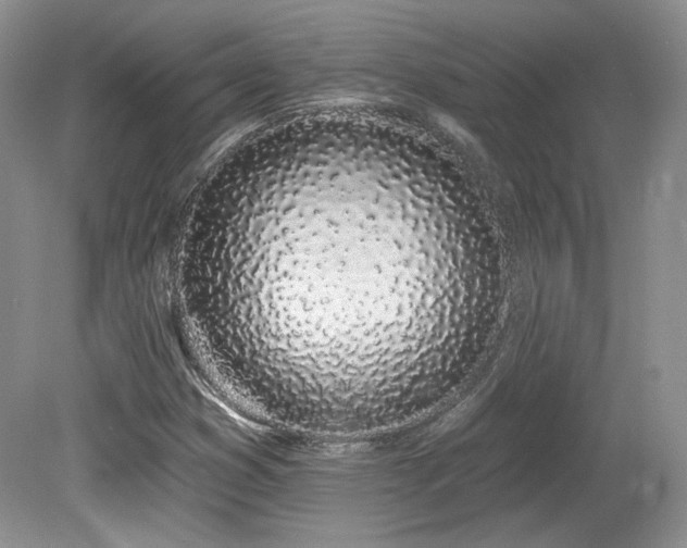 X0000080131353200612081219