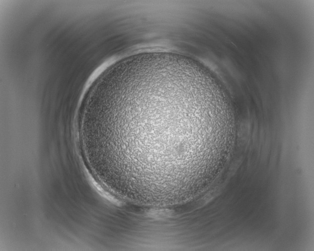 X0000080131466200612081217