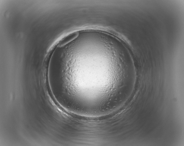 X0000080131504200612081216