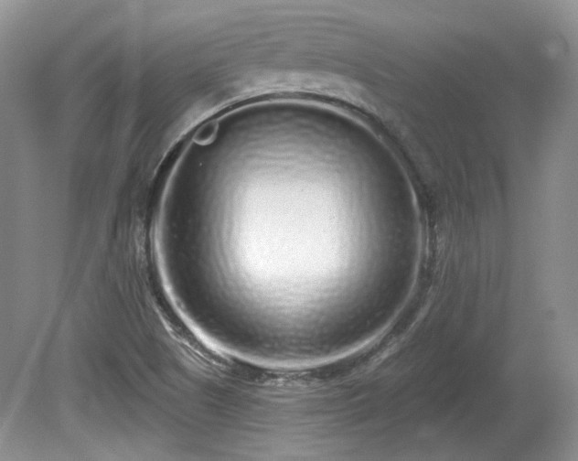 X0000080131505200612081216
