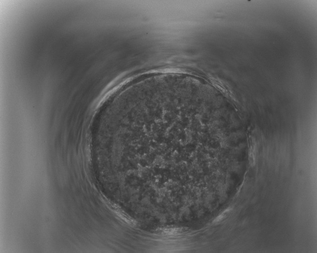 X0000080130295200612151745