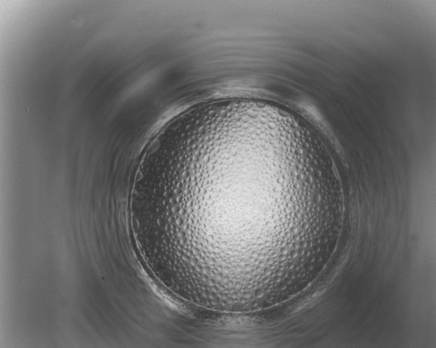 X0000080131041200612151733