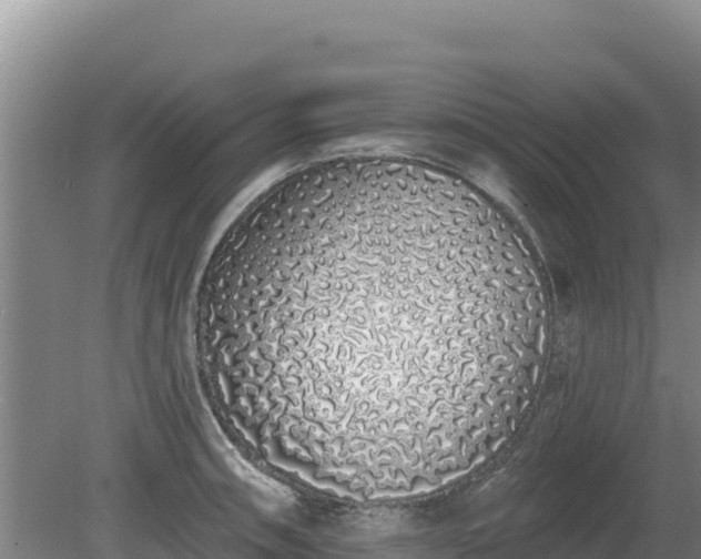 X0000080131090200612151732