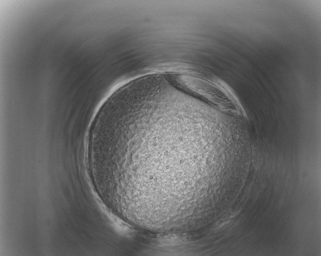 X0000080131099200612151732