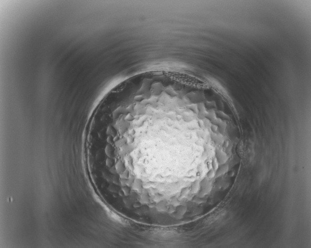 X0000080131103200612151732