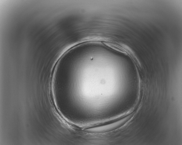 X0000080131244200612151730