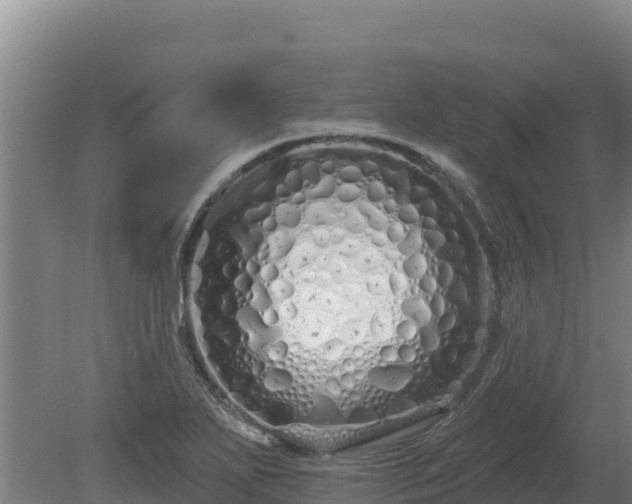 X0000080131271200612151729