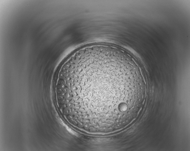 X0000080131294200612151729