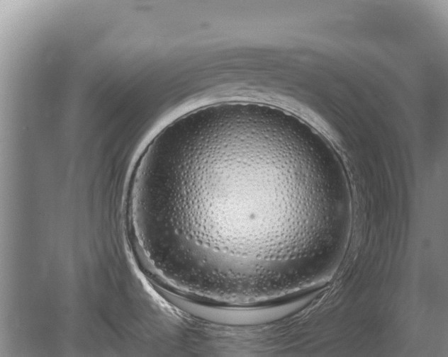 X0000080131536200612151725