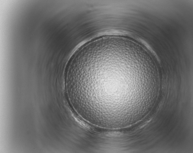 X0000080130837200612221855