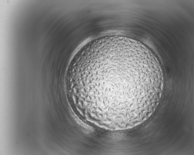 X0000080131090200612221851