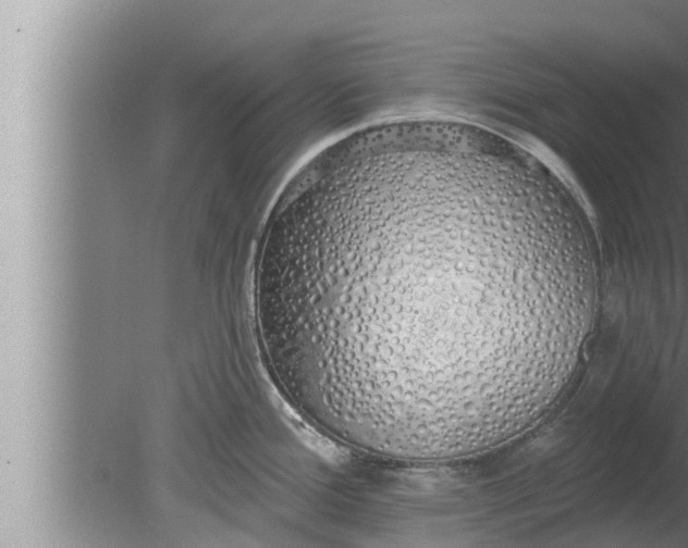 X0000080131388200612221846