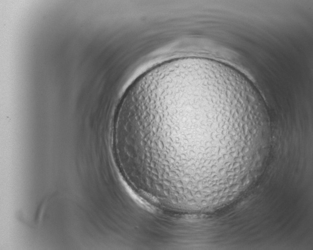 X0000080131523200612221844