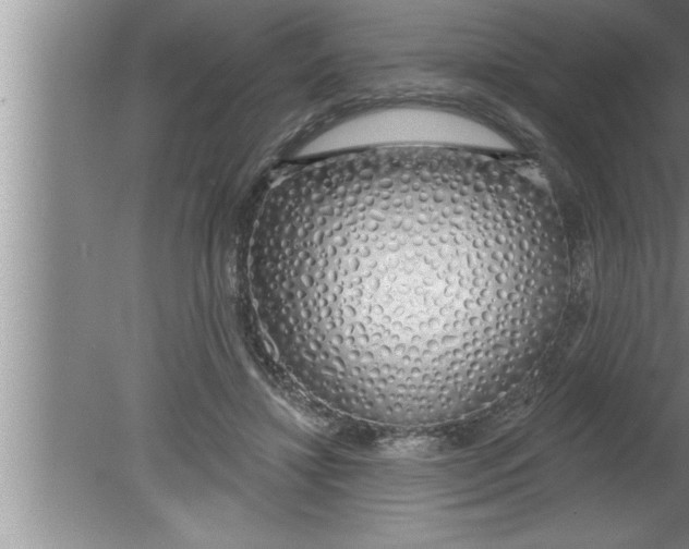 X0000080130452200612302040