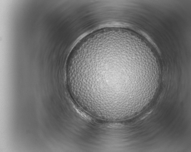 X0000080130837200612302034